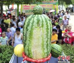 热门大瓜每日大赛,揭秘娱乐圈风云变幻，大赛精彩瞬间回顾